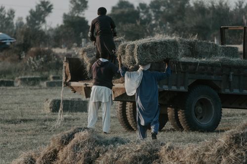 Free Three men work together loading hay onto a truck in a rural landscape. Stock Photo
