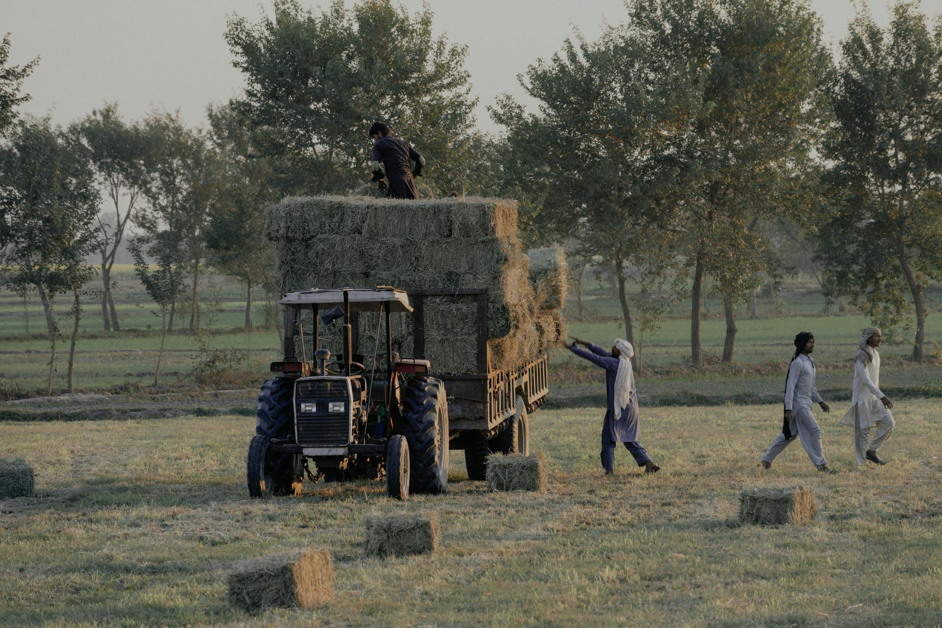 Free stock photo of adult, agriculture, boy