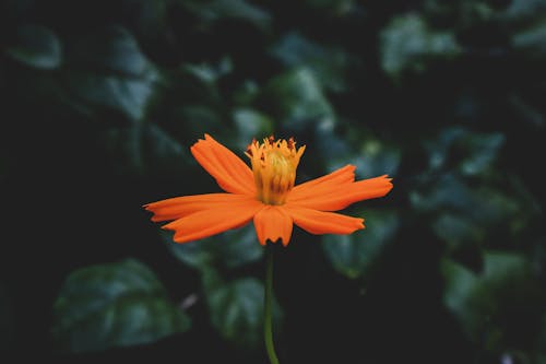 Close-Up Photo of Orange Flower