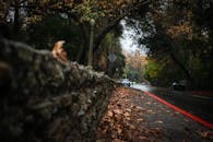 洛杉矶秋季的街景迷人，落叶与树木相映成趣