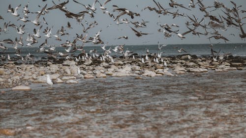 Flying Seagulls on Seashore 