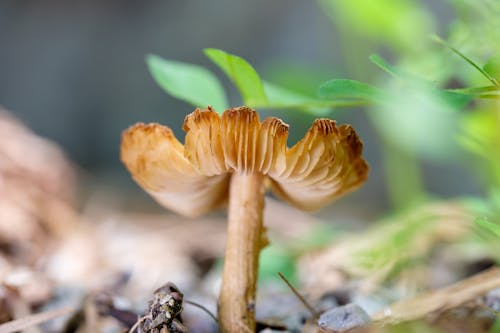 Ilmainen kuvapankkikuva tunnisteilla lähikuva, sieni