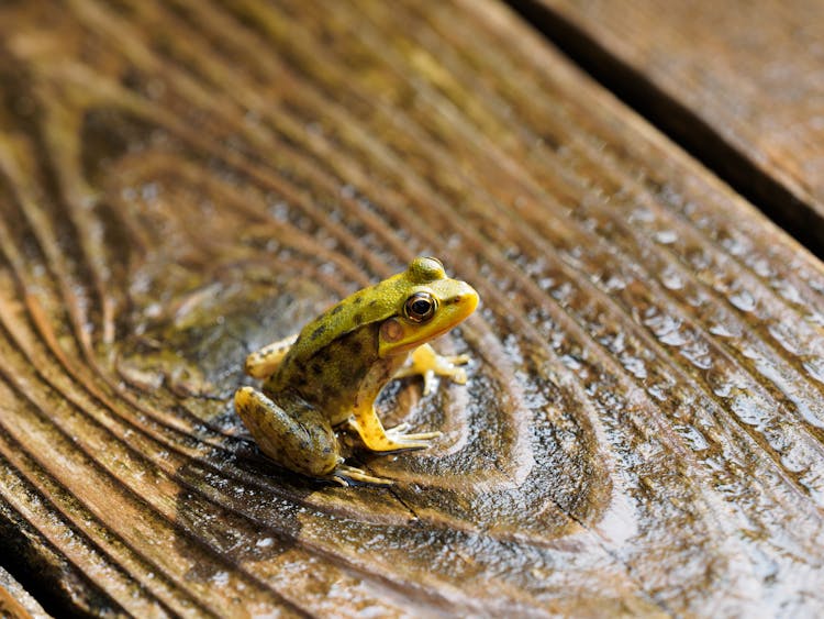 Photo Of A Frog Sitting On A Wooden Board