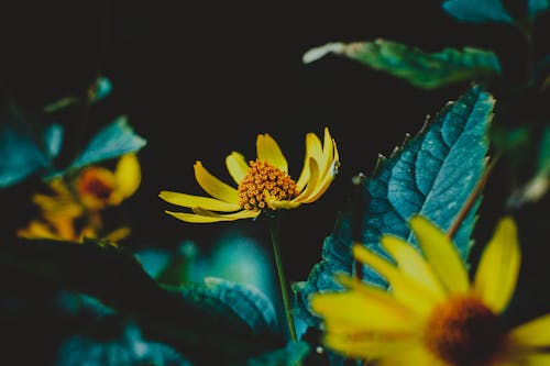 Selektive Fotografie Der Gelben Blume