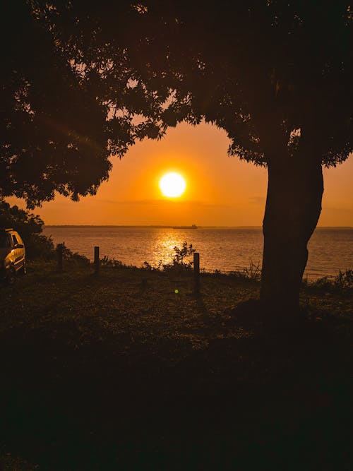 Kostnadsfri bild av amazonas regnskog, Brasilien, datsun