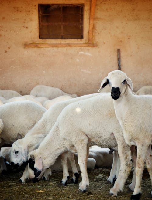 Darmowe zdjęcie z galerii z fotografia zwierzęcia, gospodarstwo, owca