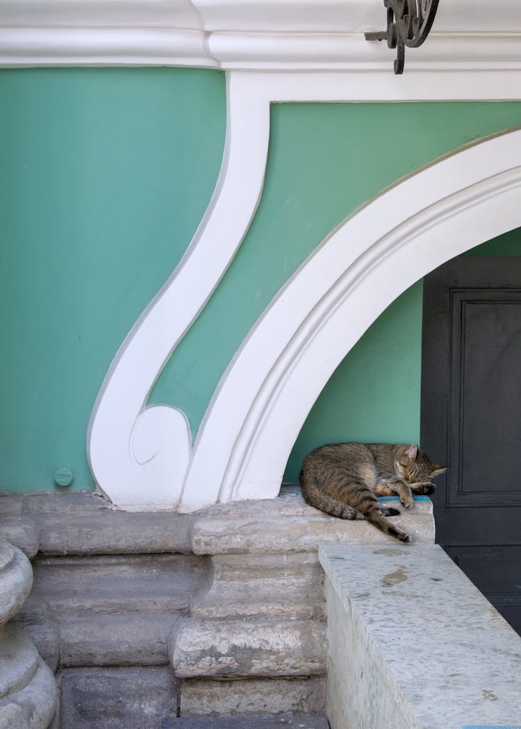 Cat Sleeping By A Green Wall