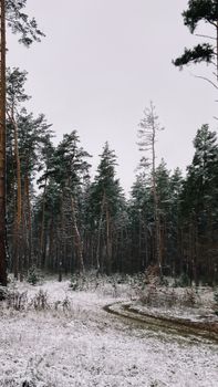 A tranquil winter forest blanketed in snow with tall pine trees and overcast skies.