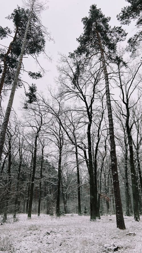 免费 冬季, 垂直拍摄, 林地 的 免费素材图片 素材图片