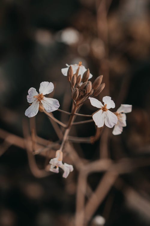 Close-Up Shot of White Flowers on Brown Branch