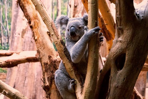 Darmowe zdjęcie z galerii z drzewo, koala, lipsk
