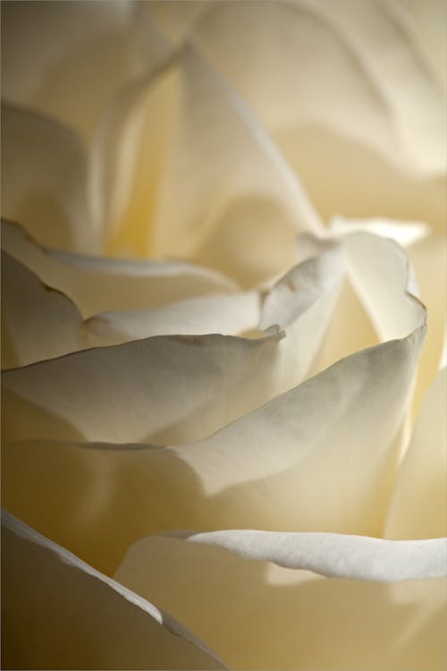 Close-Up Shot of a White Rose