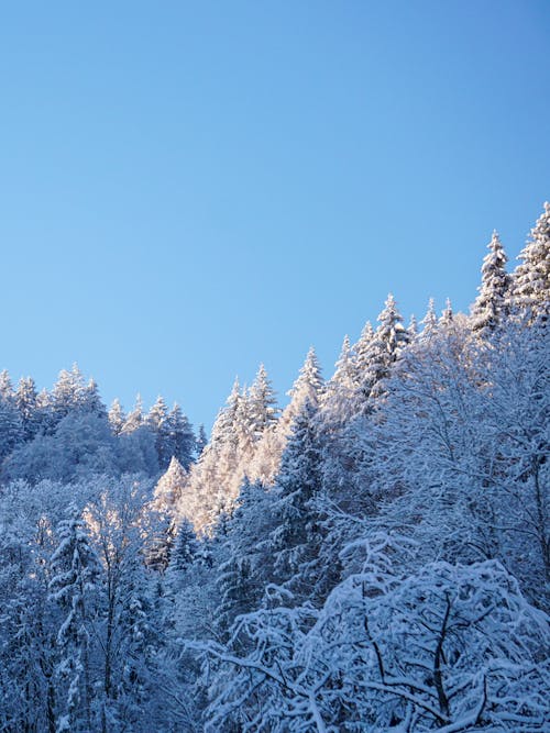 Foto profissional grátis de árvores cobertas de neve, céu azul, dia de inverno