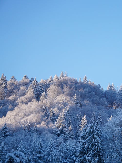 Foto profissional grátis de árvores cobertas de neve, céu azul, dia de inverno