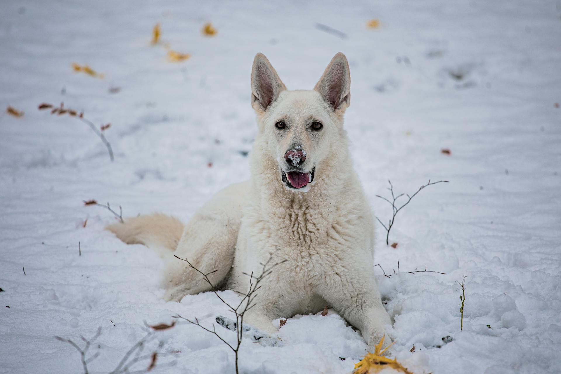 Le berger allemand blanc sur la neige