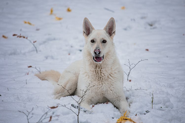 White Swiss Shepherd Dog In Snow In Winter Forest