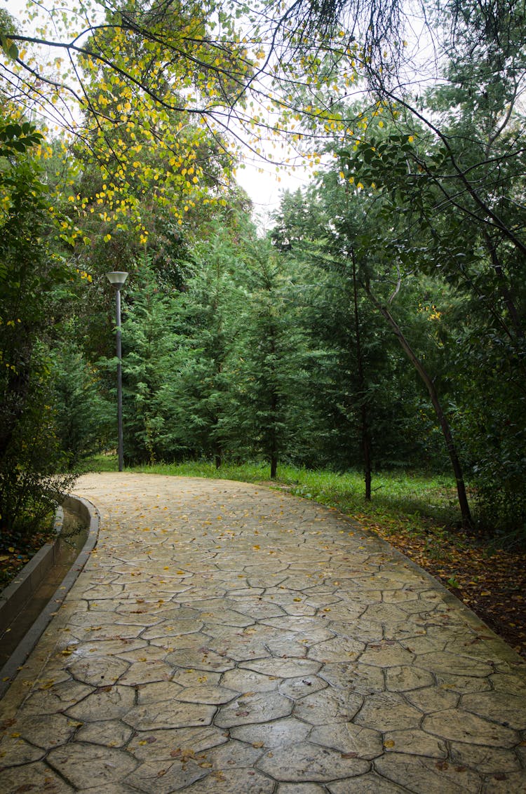 A Paved Pathway At A Park