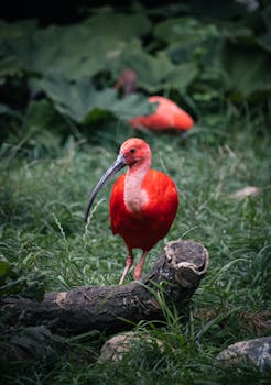 A vibrant scarlet ibis stands elegantly on a log amidst green foliage, showcasing its striking plumage.