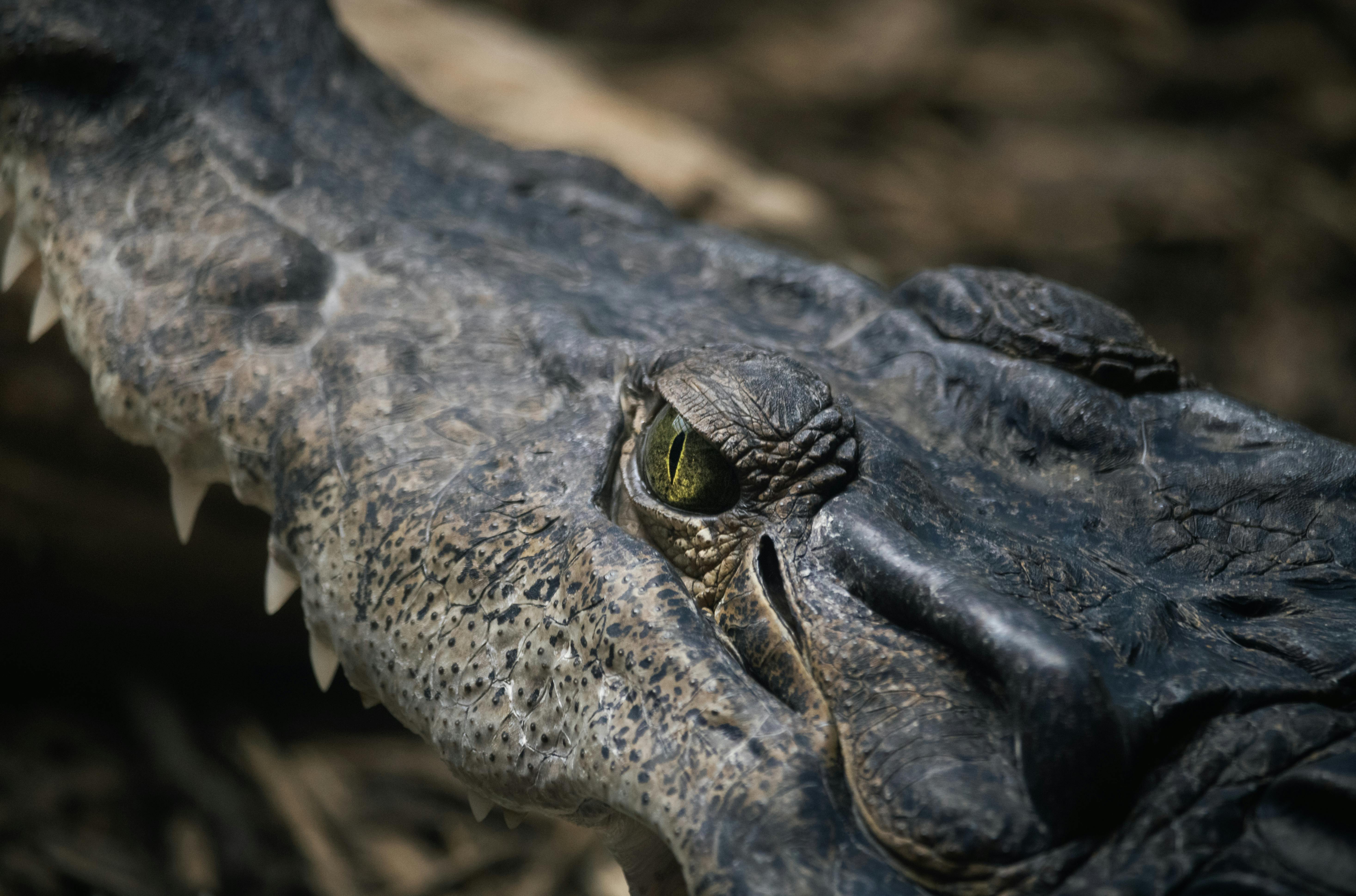 a close up of a crocodile s head with its eyes open