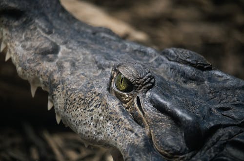 A close up of a crocodile's head with its eyes open