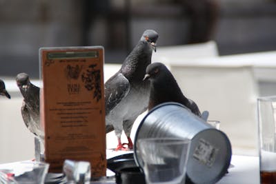 Velvet Evening Clutch