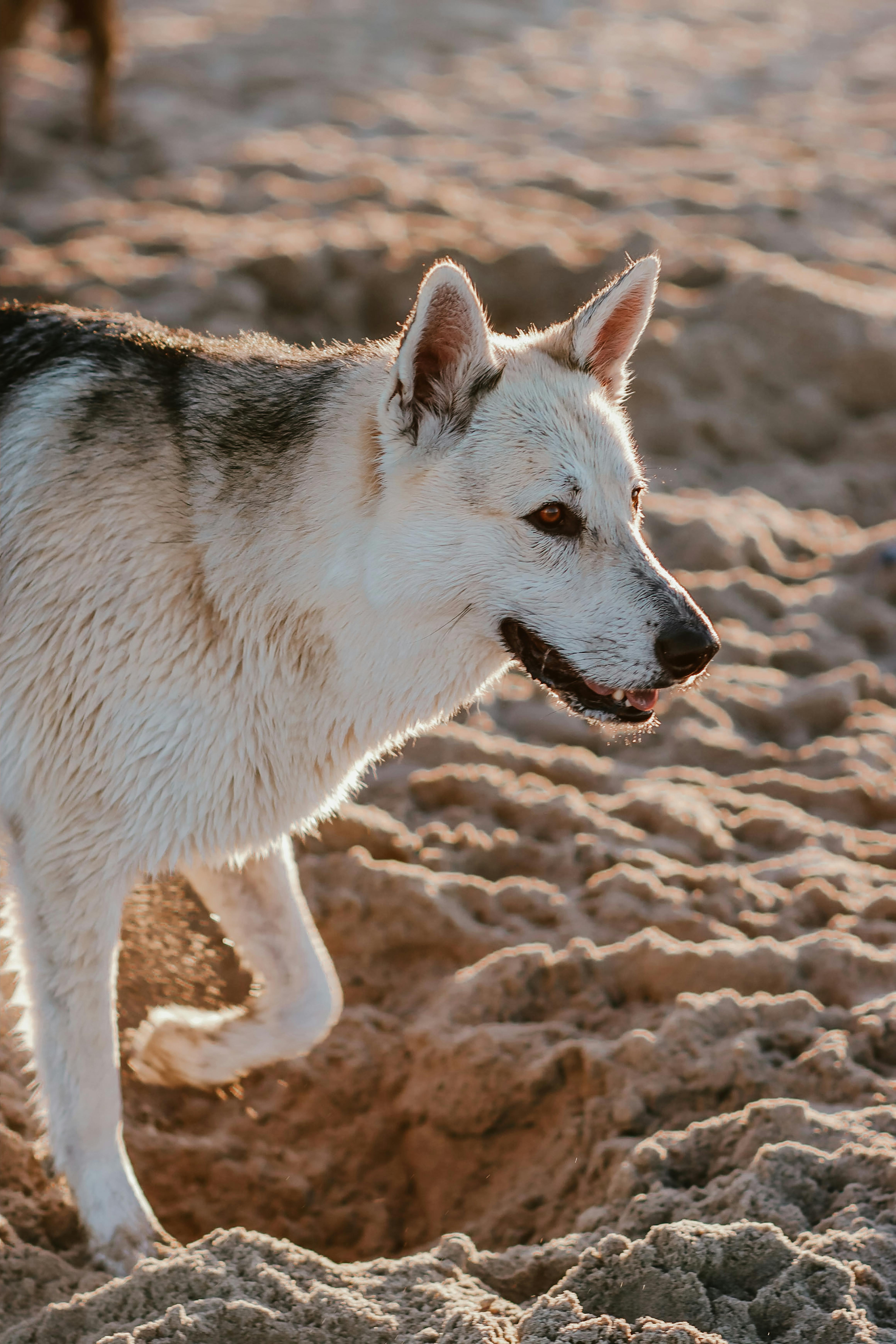 A playful dog enjoys a sunny day on a sandy beach in San Diego, captured in a close-up shot.
