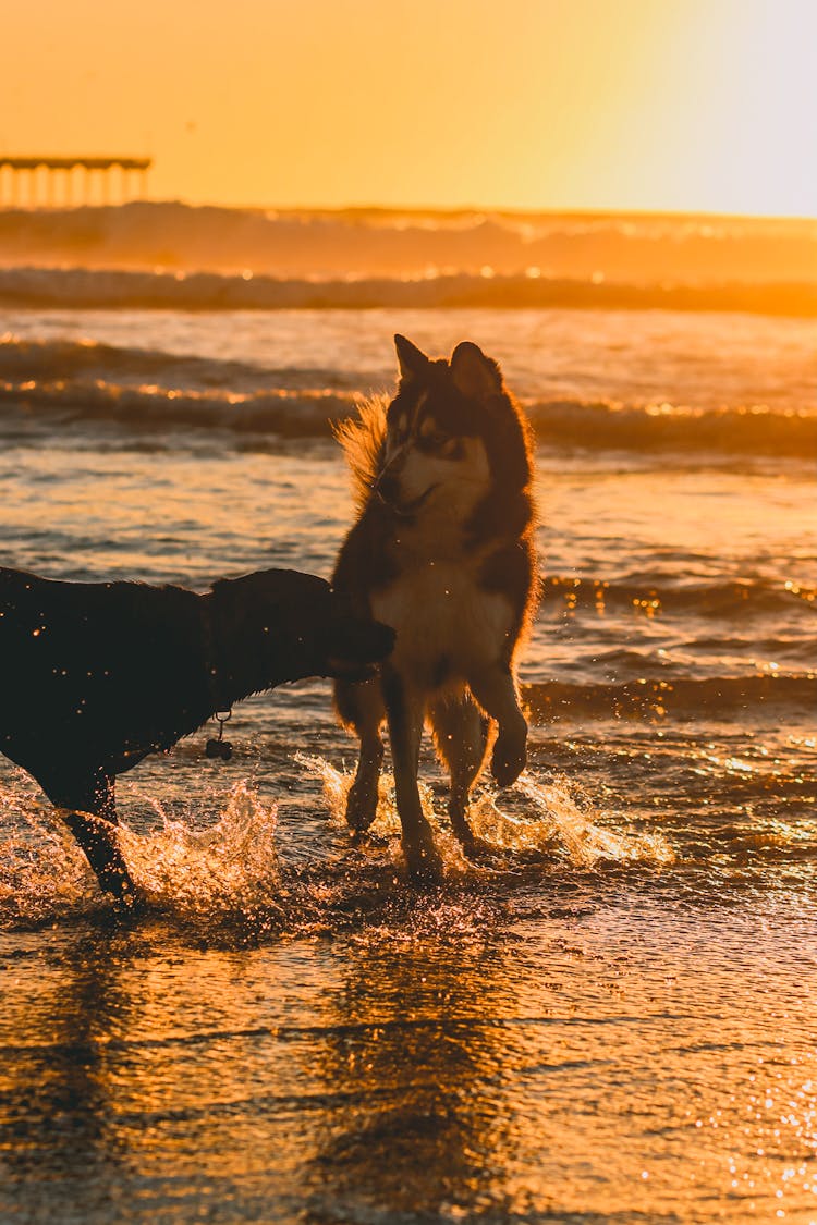 Dogs At The Beach During Sunset 