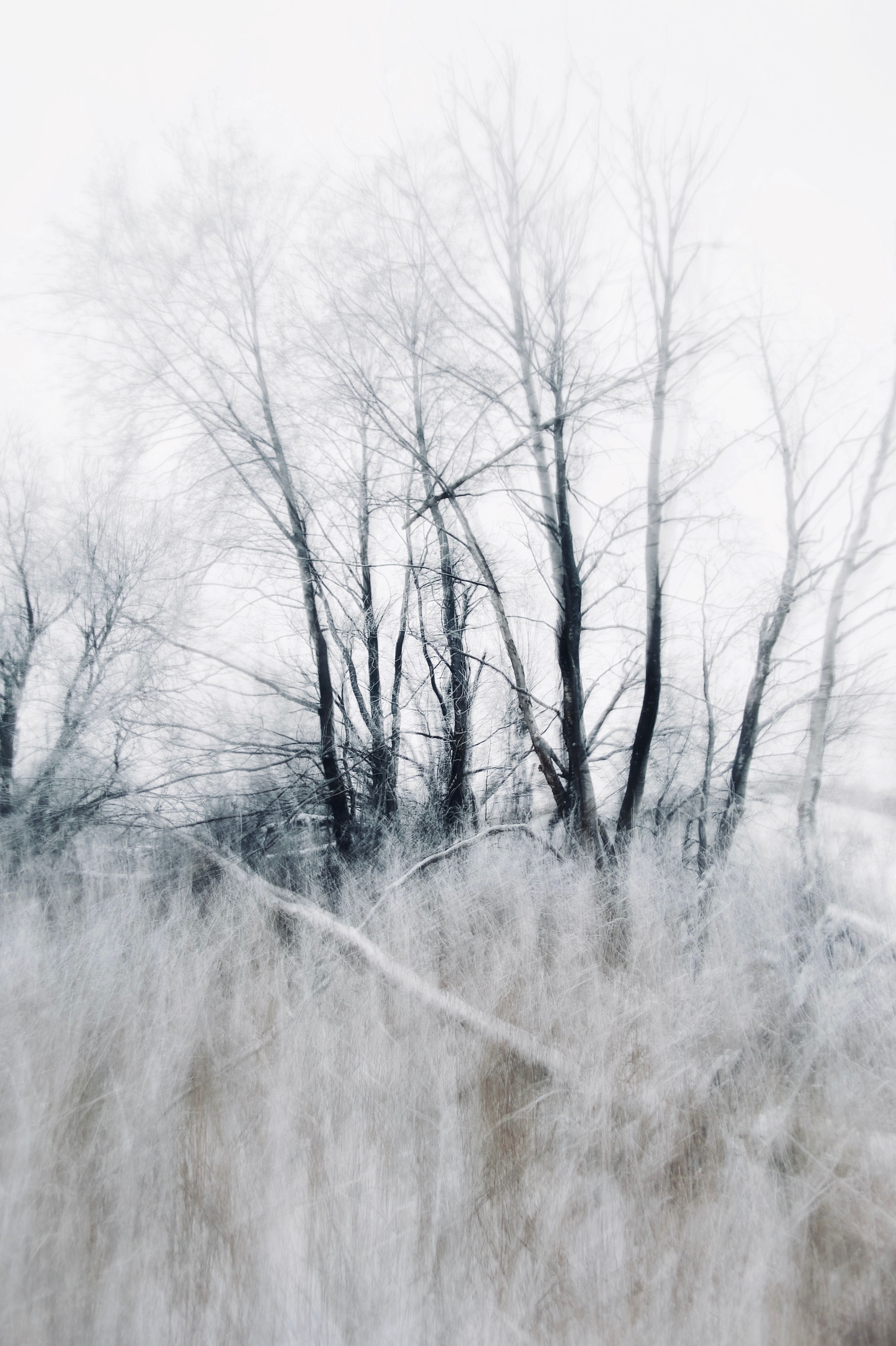 Ethereal winter scene with defocused trees creating a haunting, dreamy landscape.