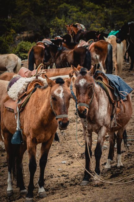 A group of brown horses with saddles on a rugged outdoor trail.
