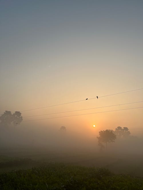 Photo of a Grassland at Dawn