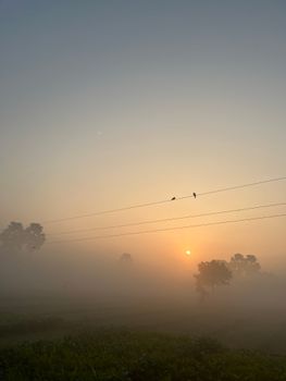 Birds perch on a wire amidst a misty sunrise in a tranquil landscape.