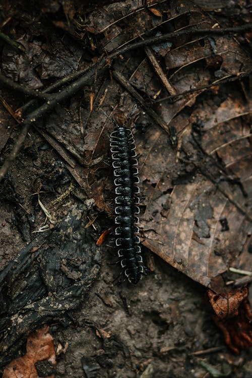 Centipede on Wood in Amazon Rainforest