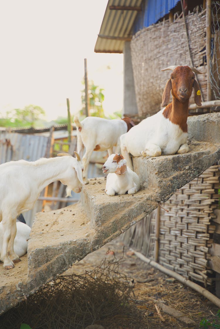 Goats Lying On Steps