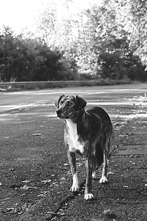 Grayscale Photo of Medium Short-coated Dog on Focus Photo