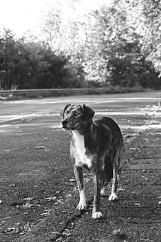 一只黑白色的流浪狗警惕地站在废弃的路边