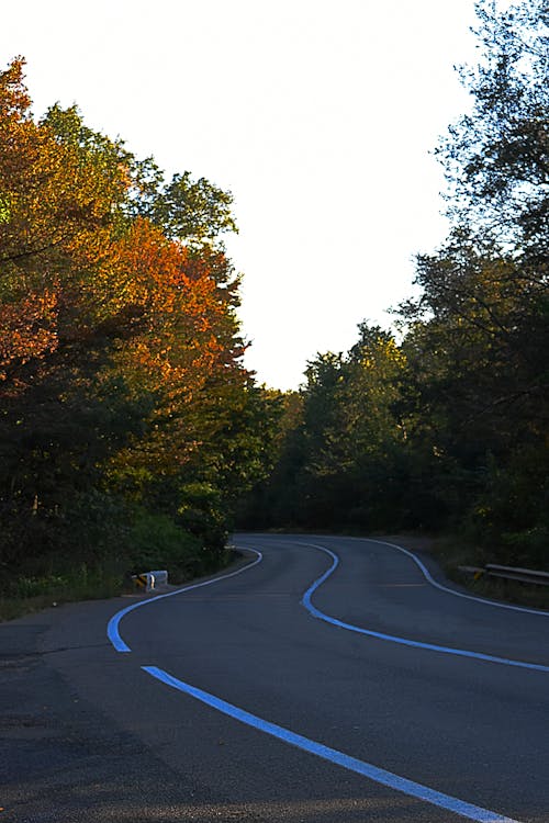 Road Between of Green Leafed Trees during Dayimer