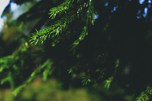 Free Green-leafed Tree Stock Photo