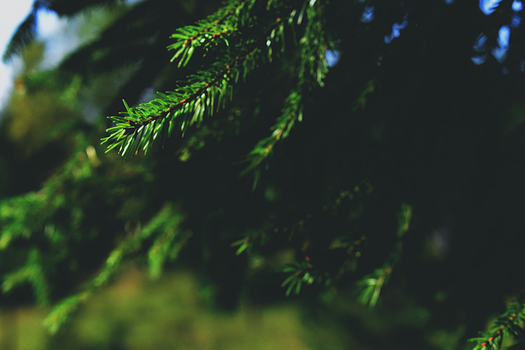 A detailed view of a sunlit evergreen branch showcasing nature's vibrant green hues.