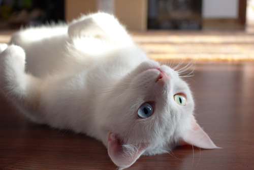 Free Close-up of a playful white cat with different colored eyes, relaxing indoors. Stock Photo