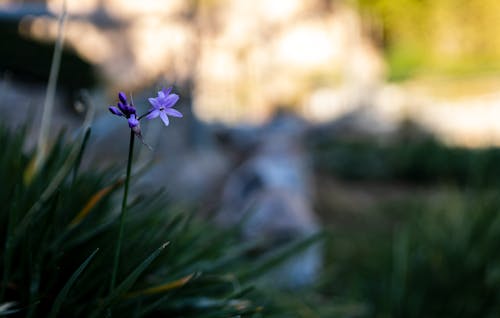 Close-up of a Small Purple Flower