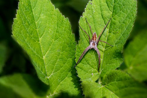 Close-up of a Spider Sitting on a Bright Green Leaf