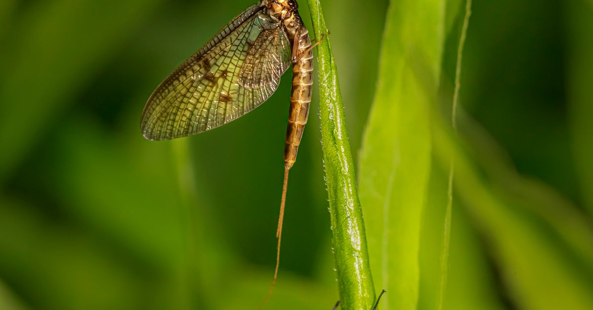 Mayfly Back View Close Up Shot of a Mayfly · Free Stock Photo