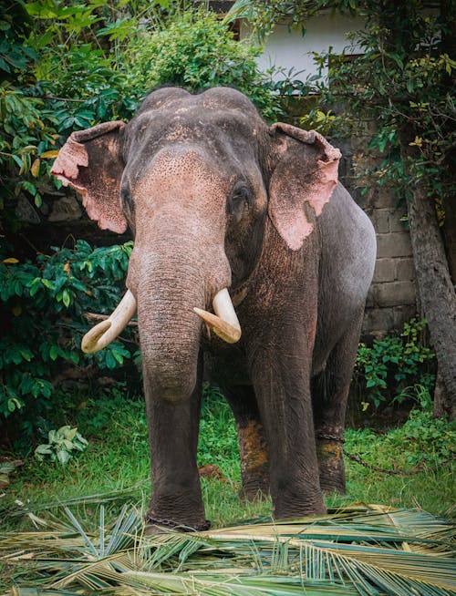 Gratis lagerfoto af #elefantlover, #elephantlove, asianelefant