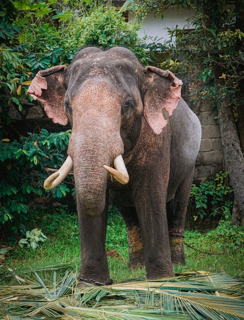 Tusker In Srilankan Temple Hendala Temple.elephant portrait with high details