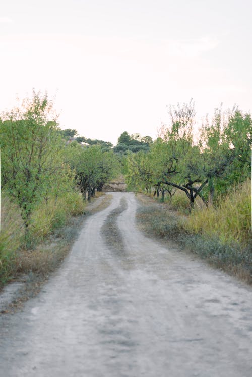 Darmowe zdjęcie z galerii z droga polna, drzewa, krajobraz