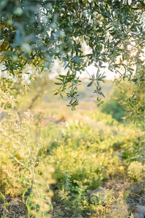 Free Serene view of olive branches and lush greenery in a sunlit summer countryside. Stock Photo