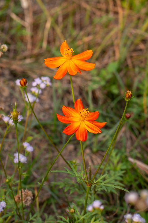 Free Close-up of vibrant orange cosmos flowers blooming in a natural outdoor setting. Stock Photo