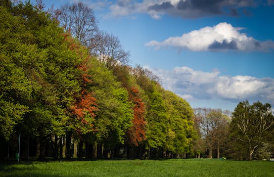 乡村公园里，秋色鲜艳，蓝天下秋叶充满活力
