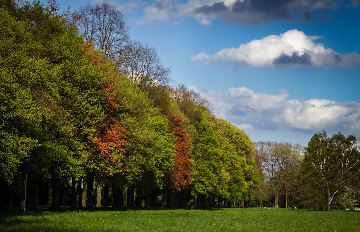 Green and Red Tress Under Blue Sky and White Clouds during Daytime