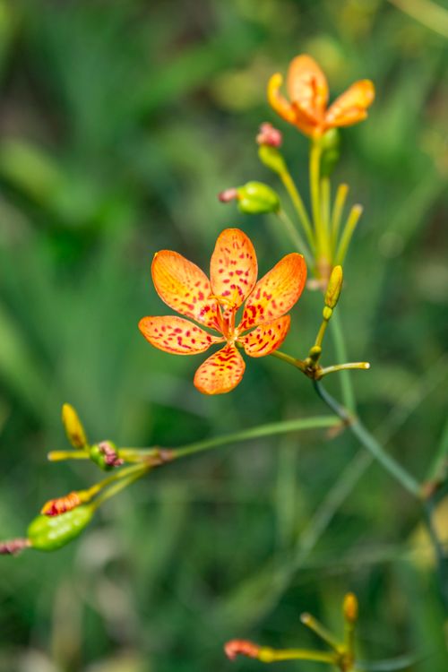 Free Close-up view of a blooming blackberry lily with blurred green background. Stock Photo